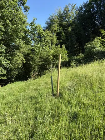 Foto treephoto-euujg9quxczxw8kxcp34l4lr.jpeg
