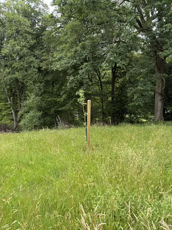 Foto treephoto-ile7cids1y9rg7f7v62k4ca3.jpeg