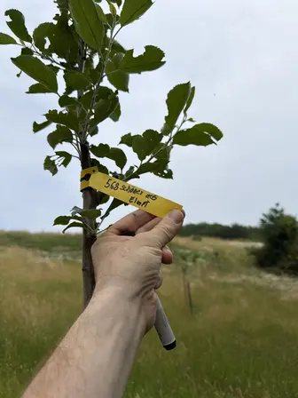 Foto treephoto-mxruuy1otwaaxrcqpzizeid0.jpeg