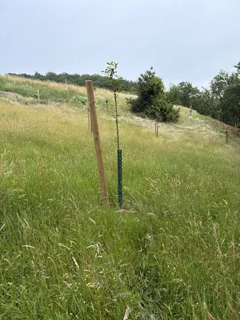 Foto treephoto-oo2873cbgzwynhm8tjl90zml.jpeg