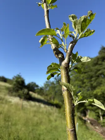 Foto treephoto-w4xi44ums1es7pk462xez2xr.jpeg