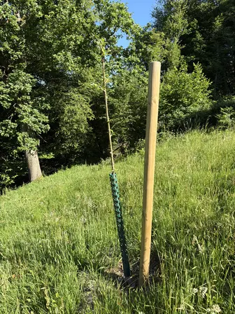 Foto treephoto-weoixfjya3yhipu6hehxz41h.jpeg