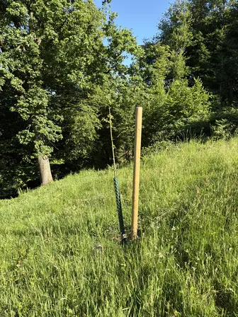 Foto treephoto-xzzn181vt5in3lbs1s78encp.jpeg