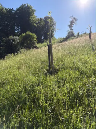 Foto treephoto-z6rkmtfjuojomjauvf2o670m.jpeg
