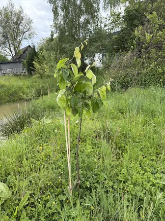 Foto treephoto-e1hqja2ysefhxv08g3qoqsx0.jpeg