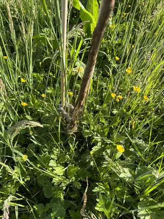 Foto treephoto-is60wkpfhqxd1xg33h2unw70.jpeg