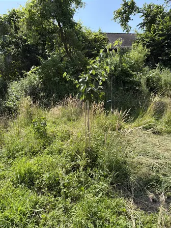 Foto treephoto-mfjvrmk82g6rb5p7jdybenzw.jpeg