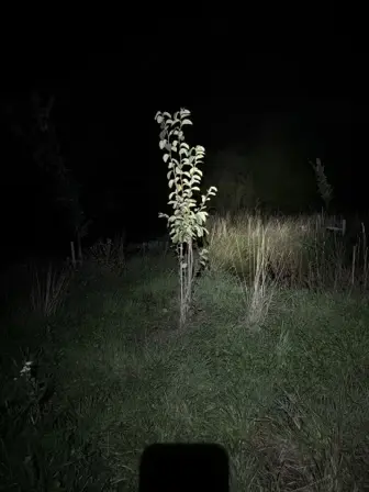 Foto treephoto-myhl1bidtustj0ukte533dju.jpeg