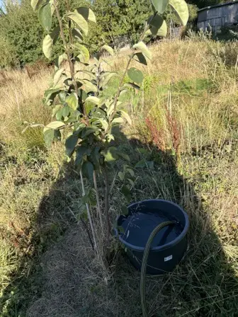 Foto treephoto-naoj61nvj9zbmdi5qreqjklt.jpeg