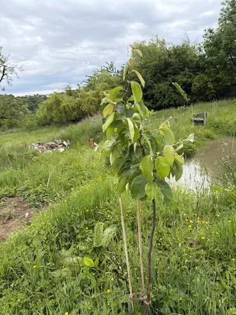 Foto treephoto-q2g30o9j43uv05cihp2f6397.jpeg