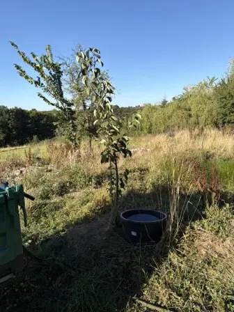 Foto treephoto-qnjltd4gury5oe5xtvwvc31n.jpeg