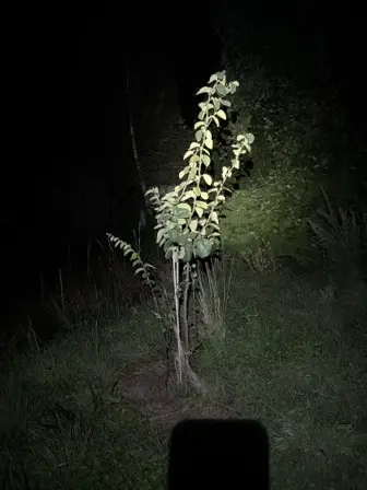 Foto treephoto-w36gq1u3461n568pco9xzbzr.jpeg