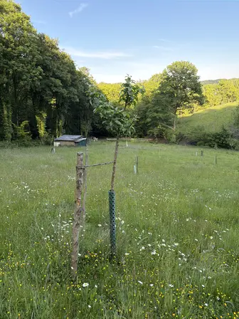 Foto treephoto-a0qzbz8tzmajchaxayvhurai.jpeg