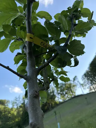 Foto treephoto-ekekypy1ysykswzhnj00ocoi.jpeg