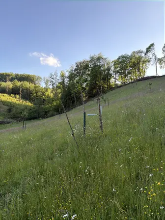 Foto treephoto-i42wlzxhpeu70ug7uc52wvx5.jpeg