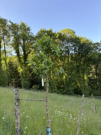Foto treephoto-s3wf6pm2dg9oji37sbk5ae42.jpeg