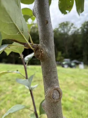 Foto treephoto-l2yldxgnlwllkf7t9tswgkke.jpeg