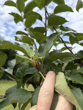 Foto treephoto-rtw8c2xh246o2zz9ytg727nz.jpeg