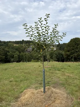 Foto treephoto-y9gylh1e4zsfiocg35h1ie8t.jpeg