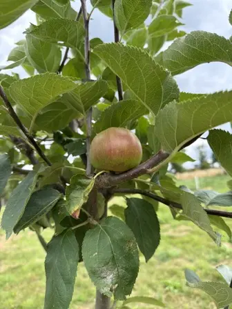 Foto treephoto-yjofxefr7xmmeac45voo2zcj.jpeg