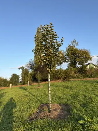 Foto treephoto-cavvtkctkzl7p6fp2f3vw83b.jpeg
