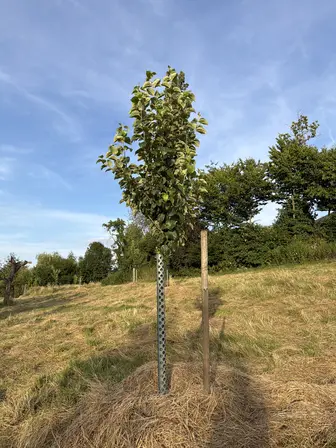 Foto treephoto-e21ydgiuuyzyedz4xwqxbvlr.jpeg