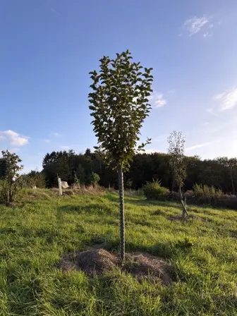 Foto treephoto-j9kgvk5ix3e4mmj43nf2ud0s.jpeg