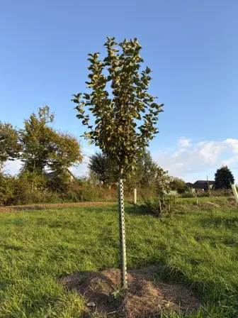 Foto treephoto-k5uyxo2deys0zkv5a3r3kvvf.jpeg