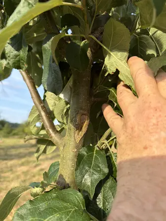 Foto treephoto-vyl47zqefzw2ue7qsxymm4ig.jpeg