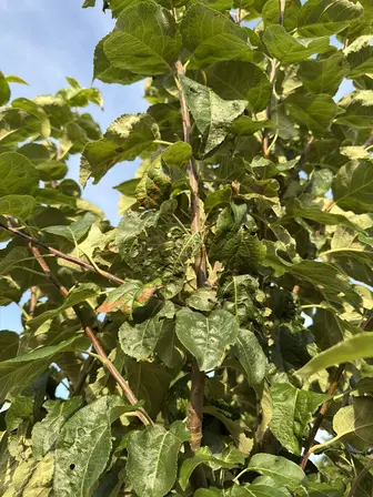 Foto treephoto-wlfm52zz48hhdkaca4zn114t.jpeg