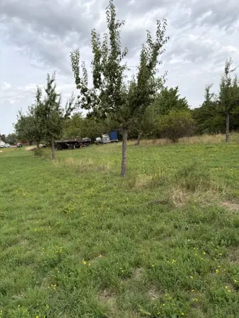 Foto treephoto-rk2nwnqx9ypy1j36p4k74dlb.jpeg