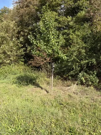 Foto treephoto-bie7ydyzvz5g9obmfejcqyyk.jpeg