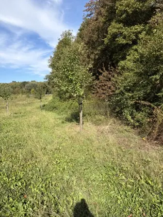 Foto treephoto-v4qmtec7eb4rf96wfxwdolnz.jpeg