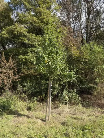 Foto treephoto-wilqcbz7dpyvv68gppgt8ot4.jpeg