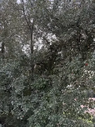 Foto treephoto-asnvqk3krf9c7403yr5jd202.jpeg