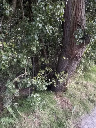 Foto treephoto-cuc0uzk55wi2iyakow1rl4z7.jpeg
