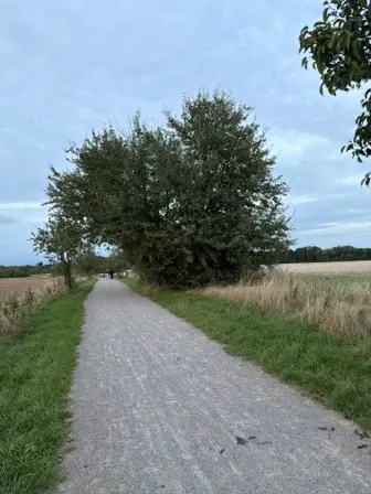 Foto treephoto-dweflrz15zoupmcpzep8wuk5.jpeg