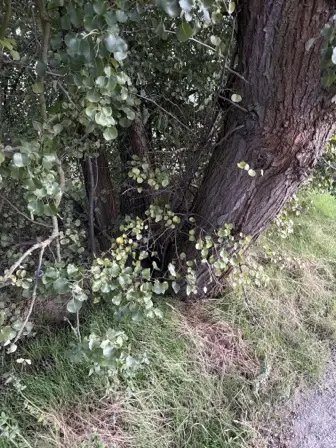 Foto treephoto-m4l66woyyvm9n715tuf10pxu.jpeg