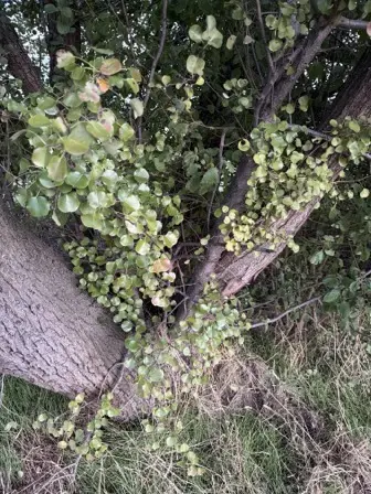 Foto treephoto-ner38w8y6betyirnwqfthx8t.jpeg