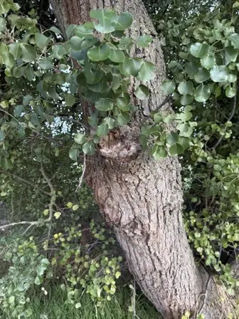 Foto treephoto-p24t3ndb2dpq50i94vn2tn3v.jpeg