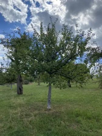 Foto treephoto-byrq2vjbrbfa61nsyj0qvo78.jpeg