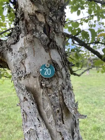 Foto treephoto-osk53624jsbn6z1gsxu8hx3x.jpeg