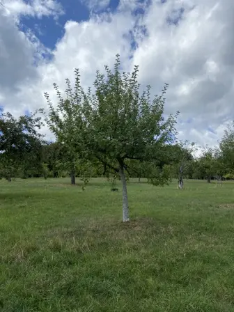 Foto treephoto-rwgrmmwxbgnudk20dbtvp2nr.jpeg