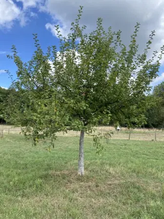 Foto treephoto-u48qlcqes4nvfw3fn1s3008z.jpeg