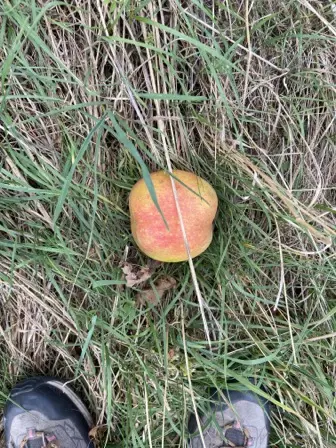 Foto treephoto-yxgkyk3qh6uc6o816pjuv7uo.jpeg