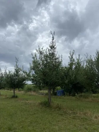 Foto treephoto-d1xrs2aaqcp9fsk9w1dv6ddx.jpeg