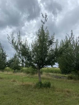 Foto treephoto-kpdyodgr9jlu81ajox2xmjj3.jpeg