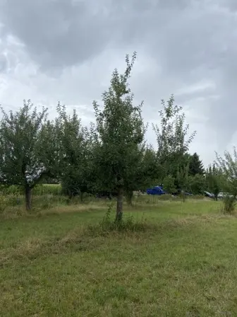 Foto treephoto-shucpmpsqhj73kfok7tl3rav.jpeg