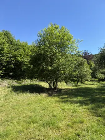 Foto treephoto-bmzerp6go4g5uu42dqa42ktn.jpeg