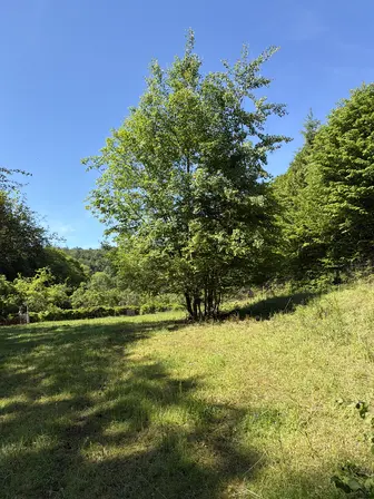 Foto treephoto-fdptlmh3udyfsv57zjgg8q0c.jpeg